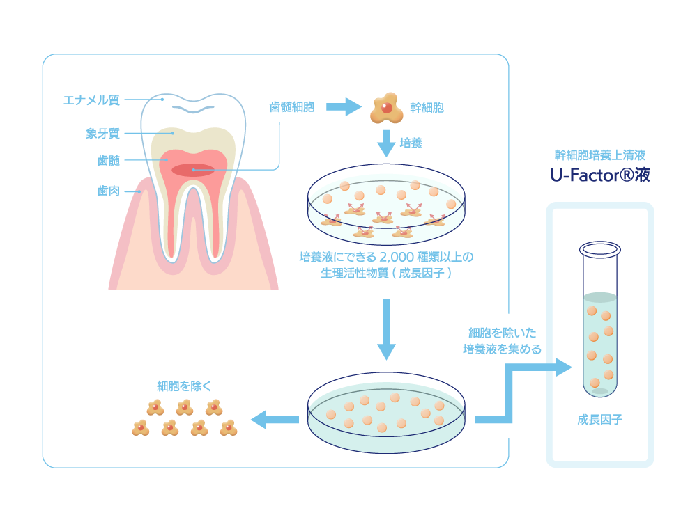 U-Factor®︎液の精製工程