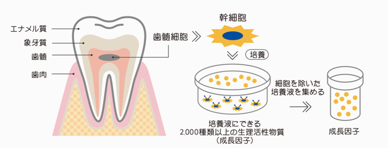 乳歯から歯髄を採取し培養上清液を回収するイメージ図